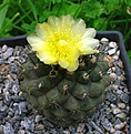 Copiapoa hypogaea