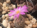 E. minima