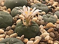 L. koehresii