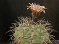 Gymnocalycium spegazzinii v.gorisonthalonium