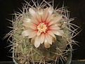 Gymnocalycium spegazzinii v.gorisonthalonium