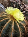 Eriocactus magnificus