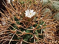 Gymnocalycium euripleurum