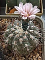 Gymnocalycium glaucum