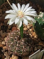 Gymnocalycium mesopotamicum