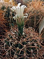 Gymnocalycium intertextum