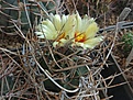 Astrophytum crassispinum, мелкий