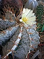 Astrophytum ornatum v.mirbellii