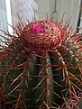 Melocactus oreas v.longispinus