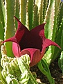 Среди кактусов притаился хищный цветок кристатной Stapelia leendertziae