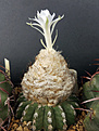 Discocactus horstii