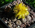 Copiapoa laui