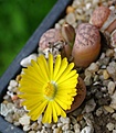 Lithops gesineae С207