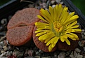 Lithops pseudotruncatella ssp dendritica