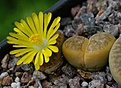 Lithops pseudotruncatella `alpina' 	C68