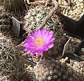 mammillaria theresae