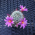 mammillaria sheldonii