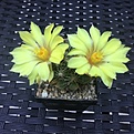 mammillaria sphaerica