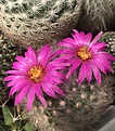 mammillaria guelzowiana