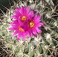 Turbinicarpus viereckii ssp. neglectus