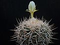 Discocactus albispinus 001a