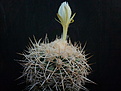 Discocactus albispinus 001b