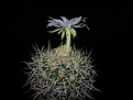 Discocactus albispinus 002