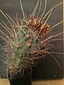 Glandulicactus uncinatus