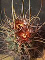 Glandulicactus uncinatus