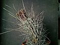 Glandulicactus uncinatus v.wrighti