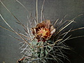 Glandulicactus uncinatus v.wrighti