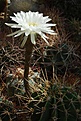 Echinopsis chacoana