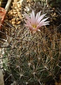 Coryphantha pseudoechinus ssp.laui