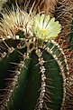 Astrophytum ornatum v.virens