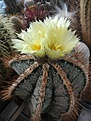 Astrophytum ornatum