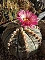 Astrophytum asterias 'Red'