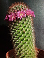 Mammillaria backebergiana ssp.ernestii