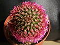 Mammillaria backebergiana ssp.ernestii