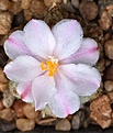 A.ritteri