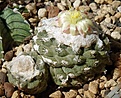 Copiapoa hypogaea