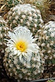 Pediocactus bradyi