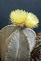 Astrophytum coahuilense