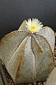 Astrophytum myriostigma