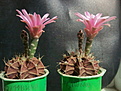 Gymnocalycium michanovichii v.fleischerianum