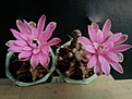 Gymnocalycium michanovichii v.fleischerianum