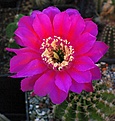 Echinopsis hyb "Desdemona"