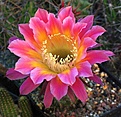 Echinopsis hyb "Goldrose"