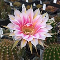 Echinopsis hyb AG393-MK01