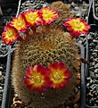 Sulcorebutia markusii WR195