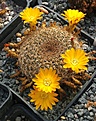 Sulcorebutia arenacea HS30